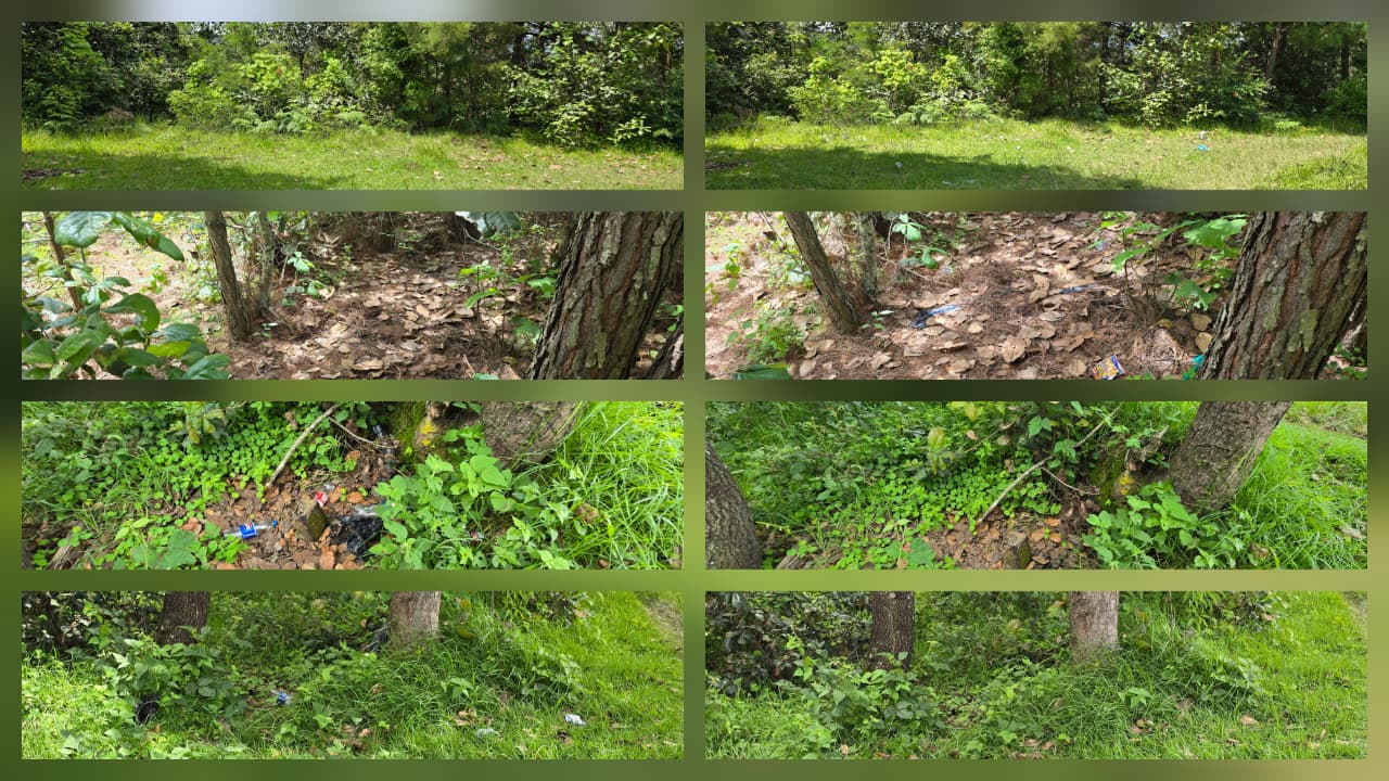 Proyecto de limpieza de bosques